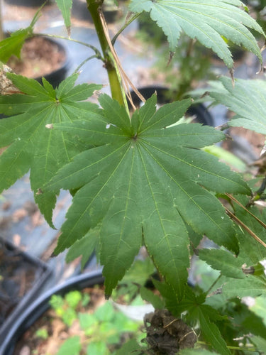 Acer sieboldianum 'Sode no uchi' - mapleridgenursery